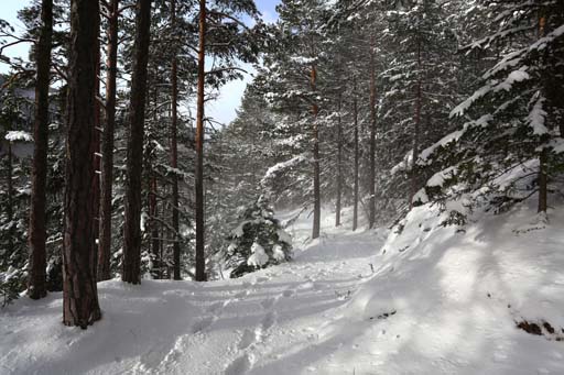 Wald im Winter