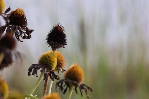 Sonnenhut in der Sonne